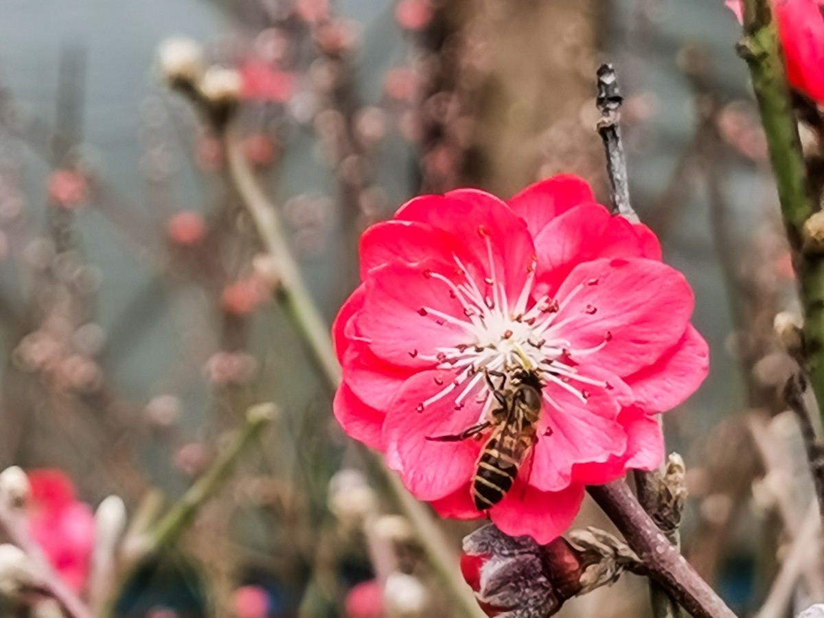 桃花 （外出采风，向老师、好友告假。）