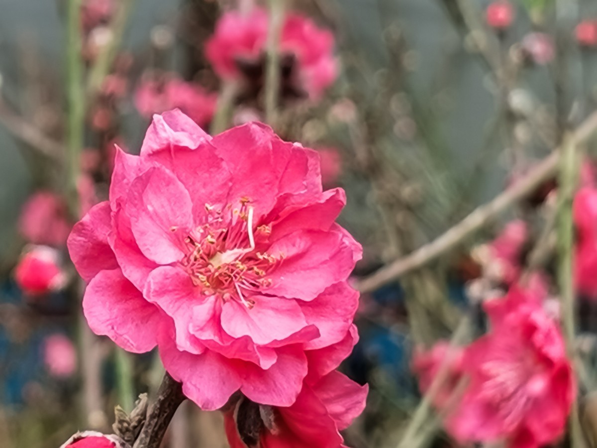 桃花 （外出采风，向老师、好友告假。）