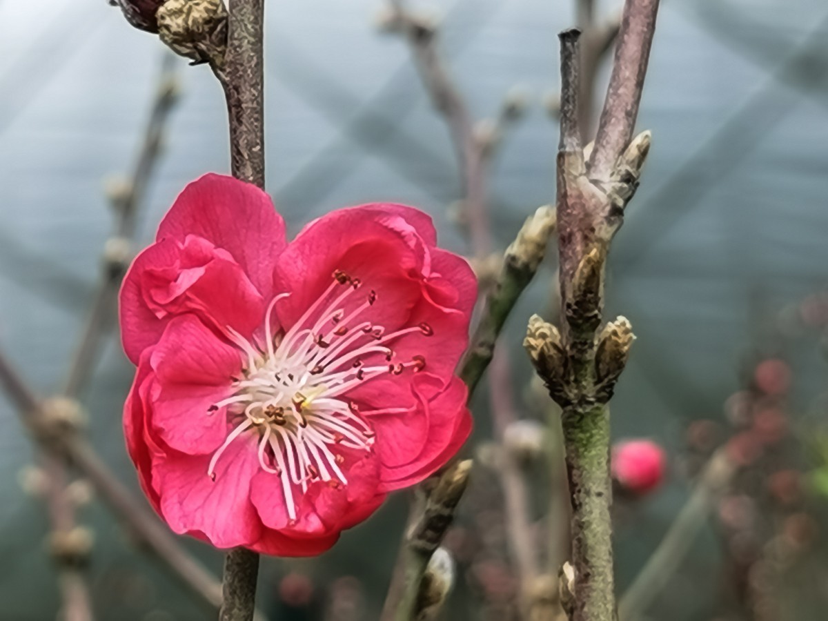 桃花 （外出采风，向老师、好友告假。）