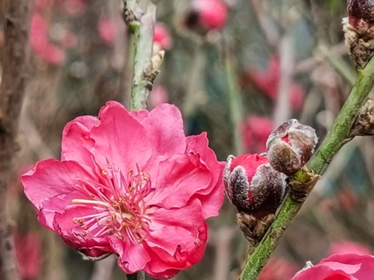 桃花 （外出采风，向老师、好友告假。）