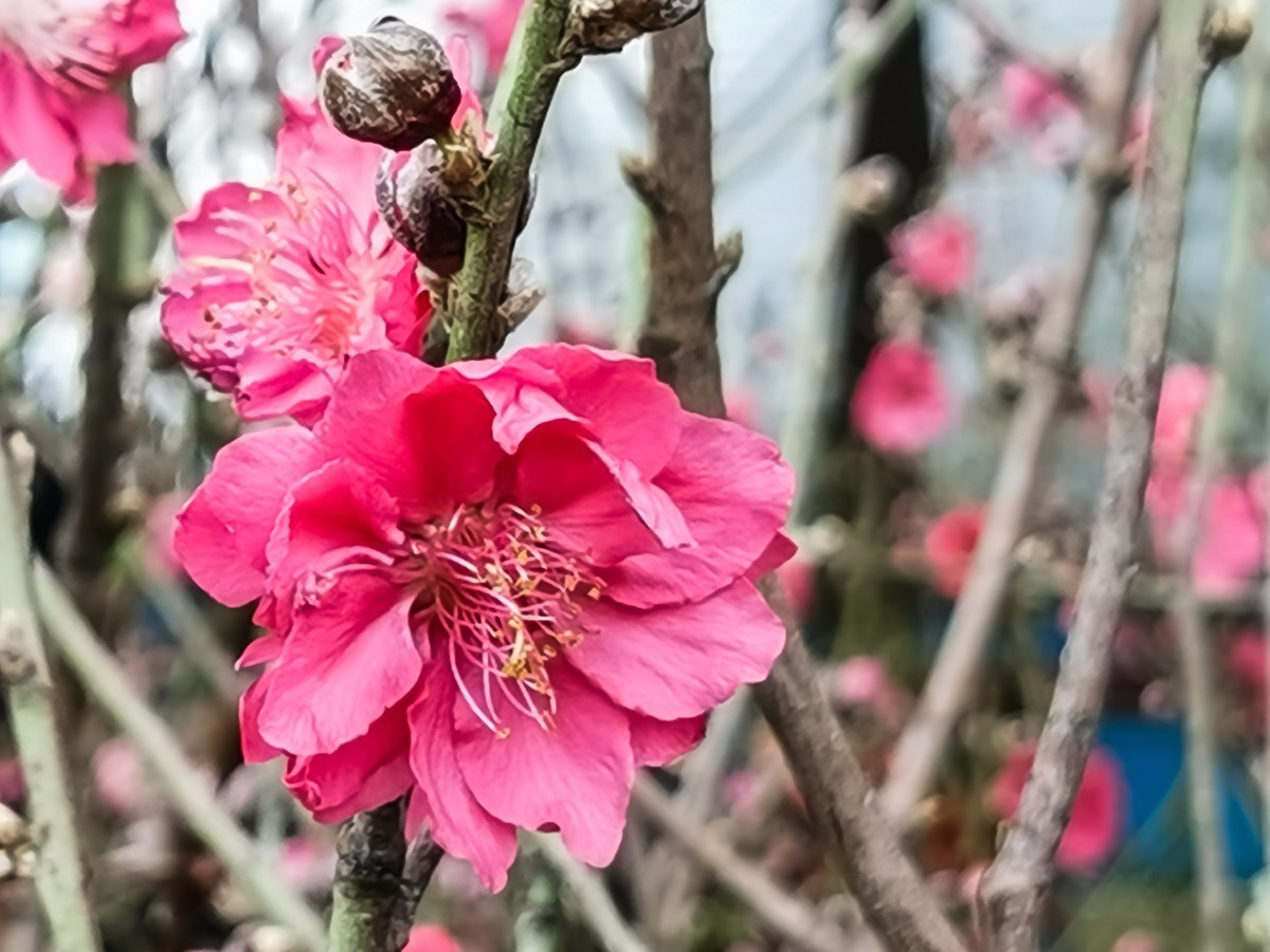 桃花 （外出采风，向老师、好友告假。）