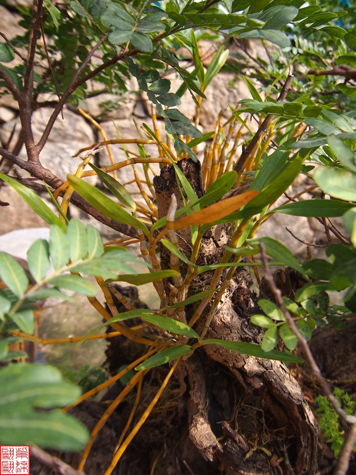 2023.12.21仙草秘境(7）