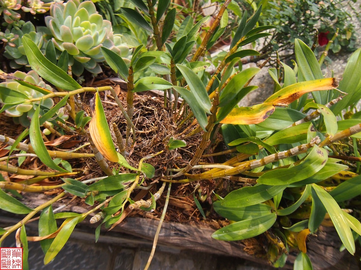 2023.12.21仙草秘境(7）