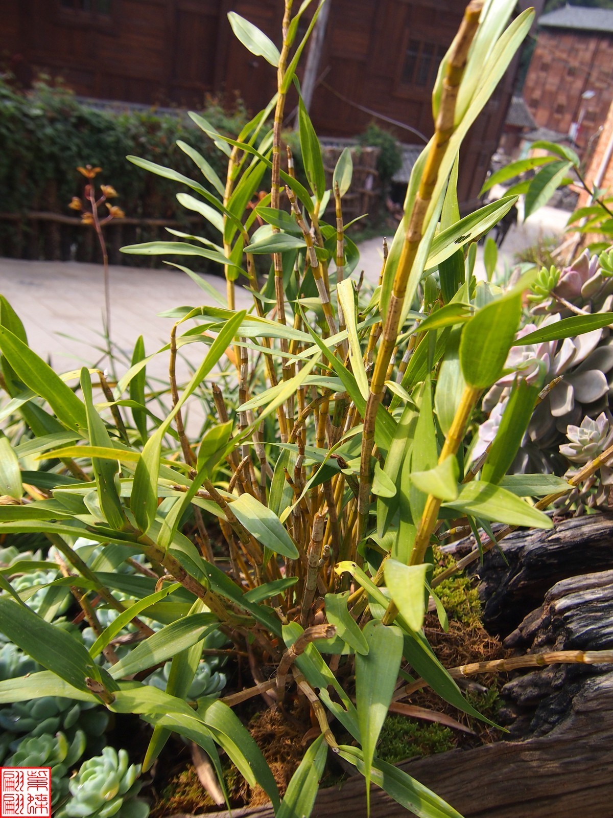 2023.12.21仙草秘境(7）