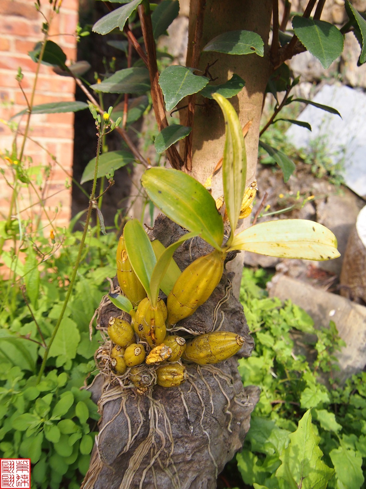 2023.12.21仙草秘境(7）