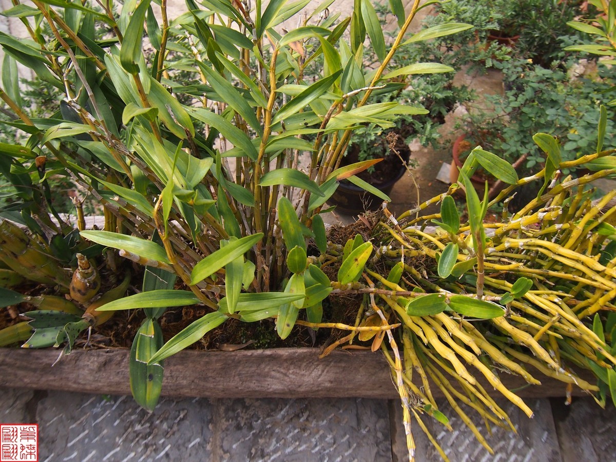 2023.12.21仙草秘境(7）