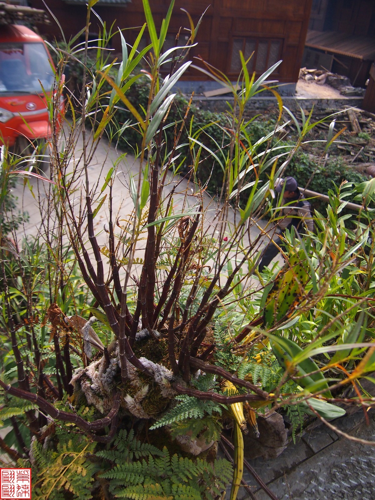 2023.12.21仙草秘境(7）