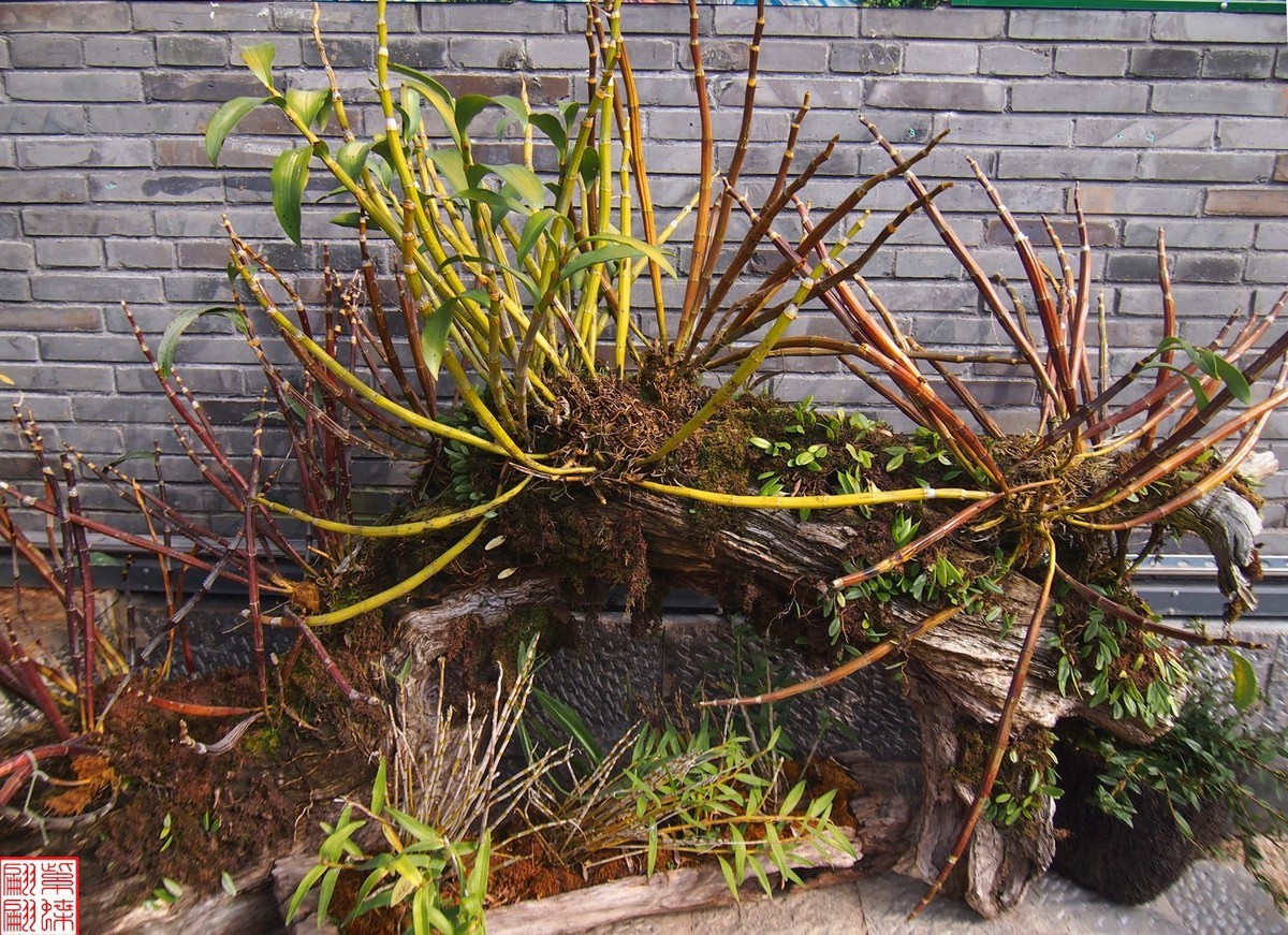 2023.12.21仙草秘境(7）