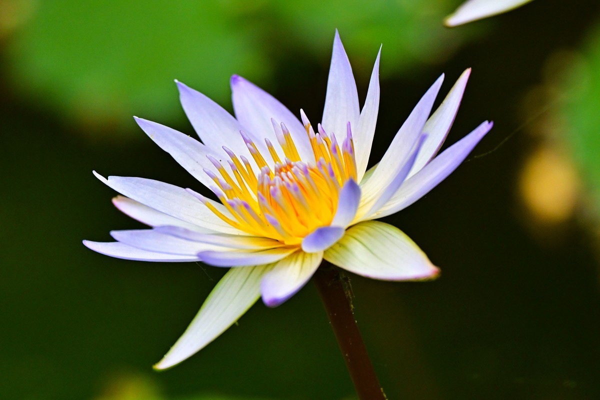 蓝睡篮花开