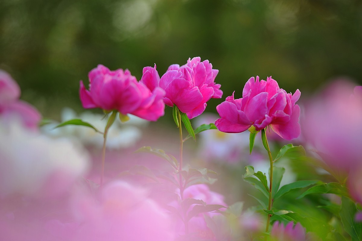 光影芍药花