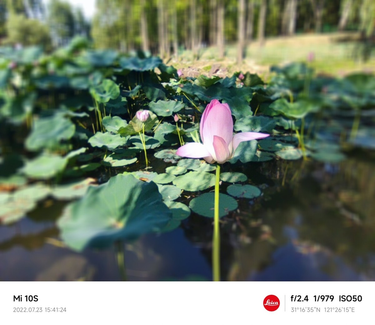 大伏天看荷花池