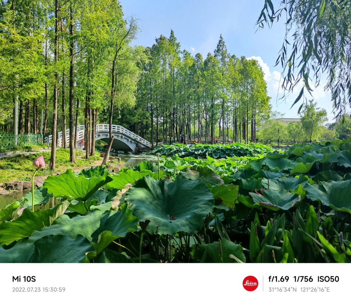 大伏天看荷花池