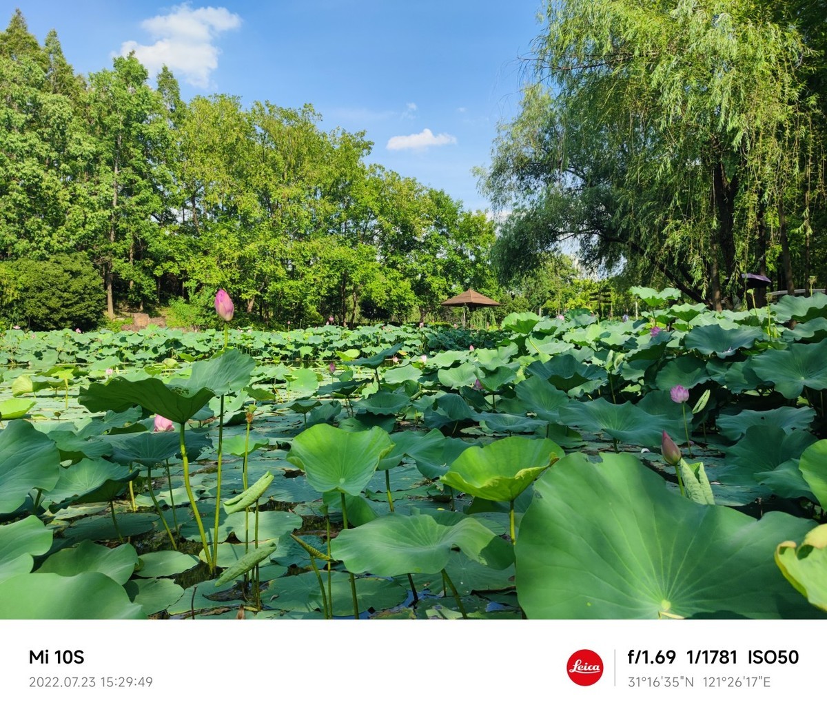 大伏天看荷花池
