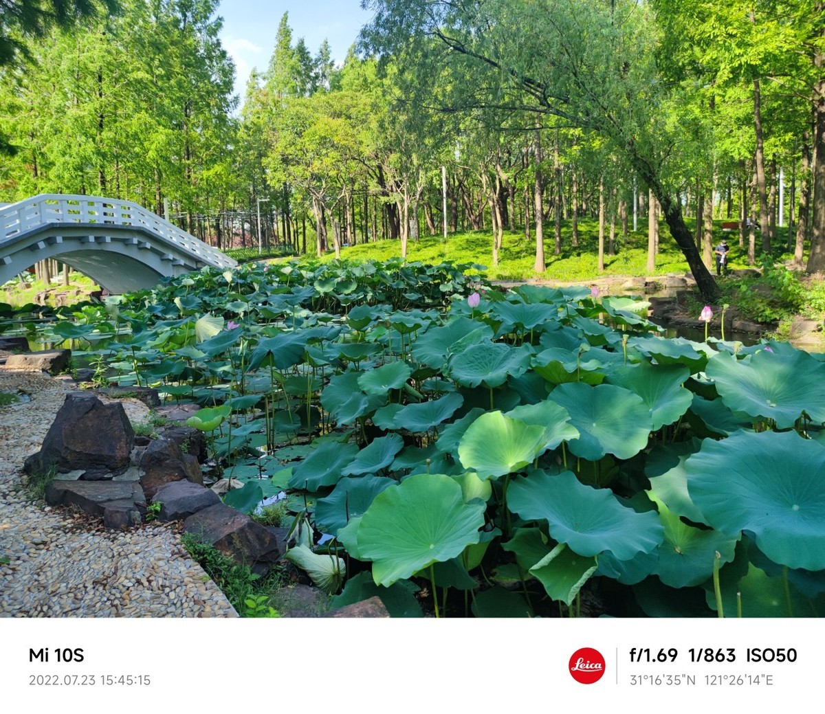 大伏天看荷花池