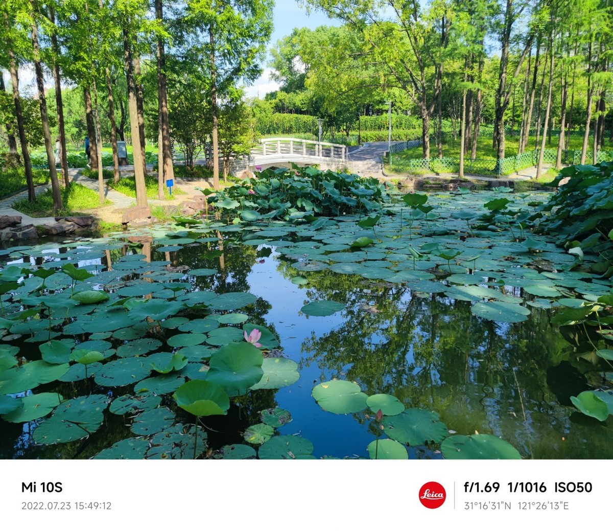 大伏天看荷花池