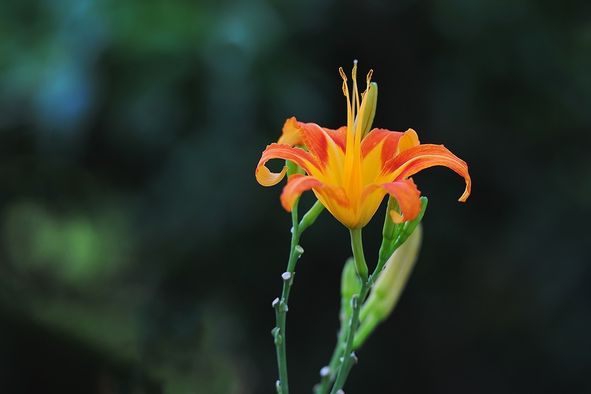 萱草花稍显过季