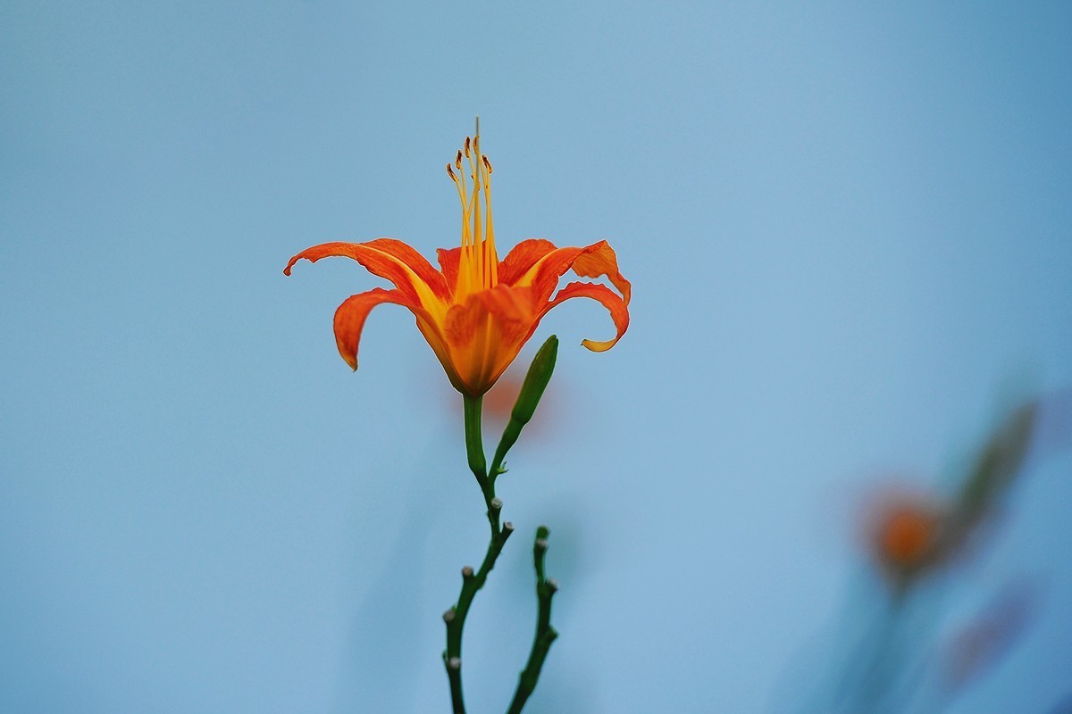 萱草花稍显过季