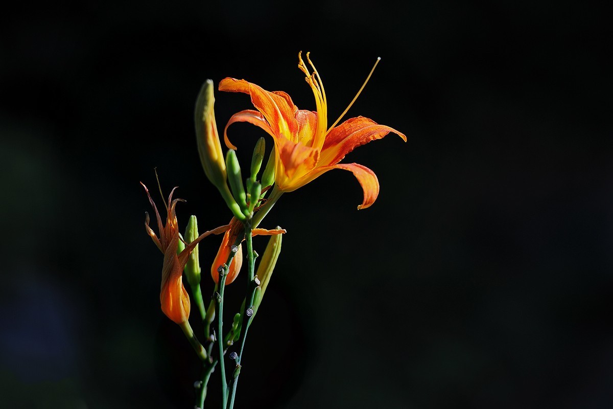 萱草花稍显过季