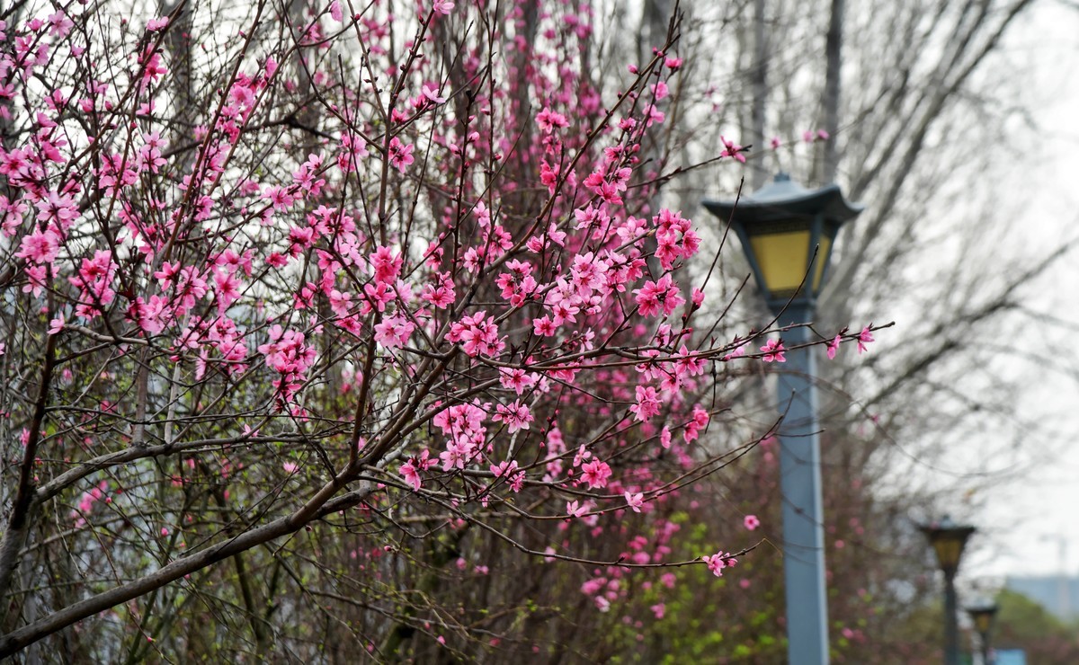 又一年春季拍挑花