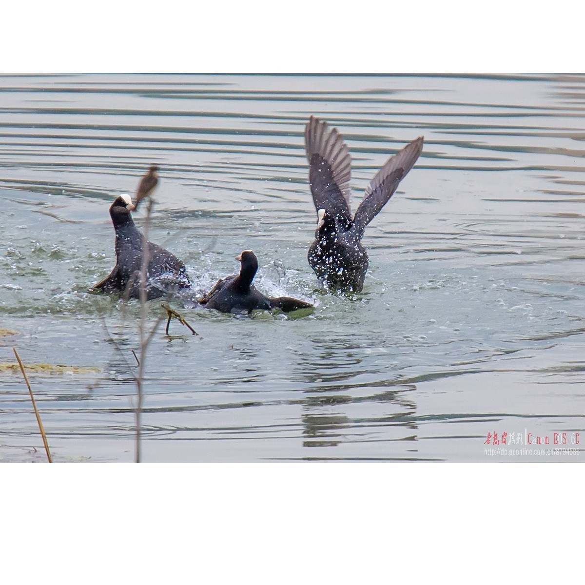 逮啥咬啥的白骨顶