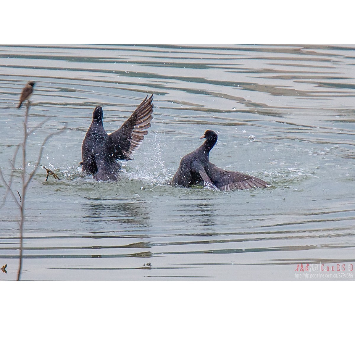 逮啥咬啥的白骨顶
