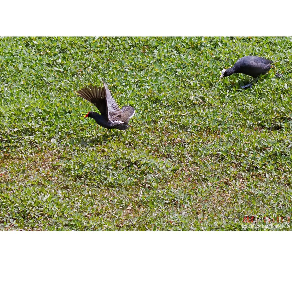 逮啥咬啥的白骨顶