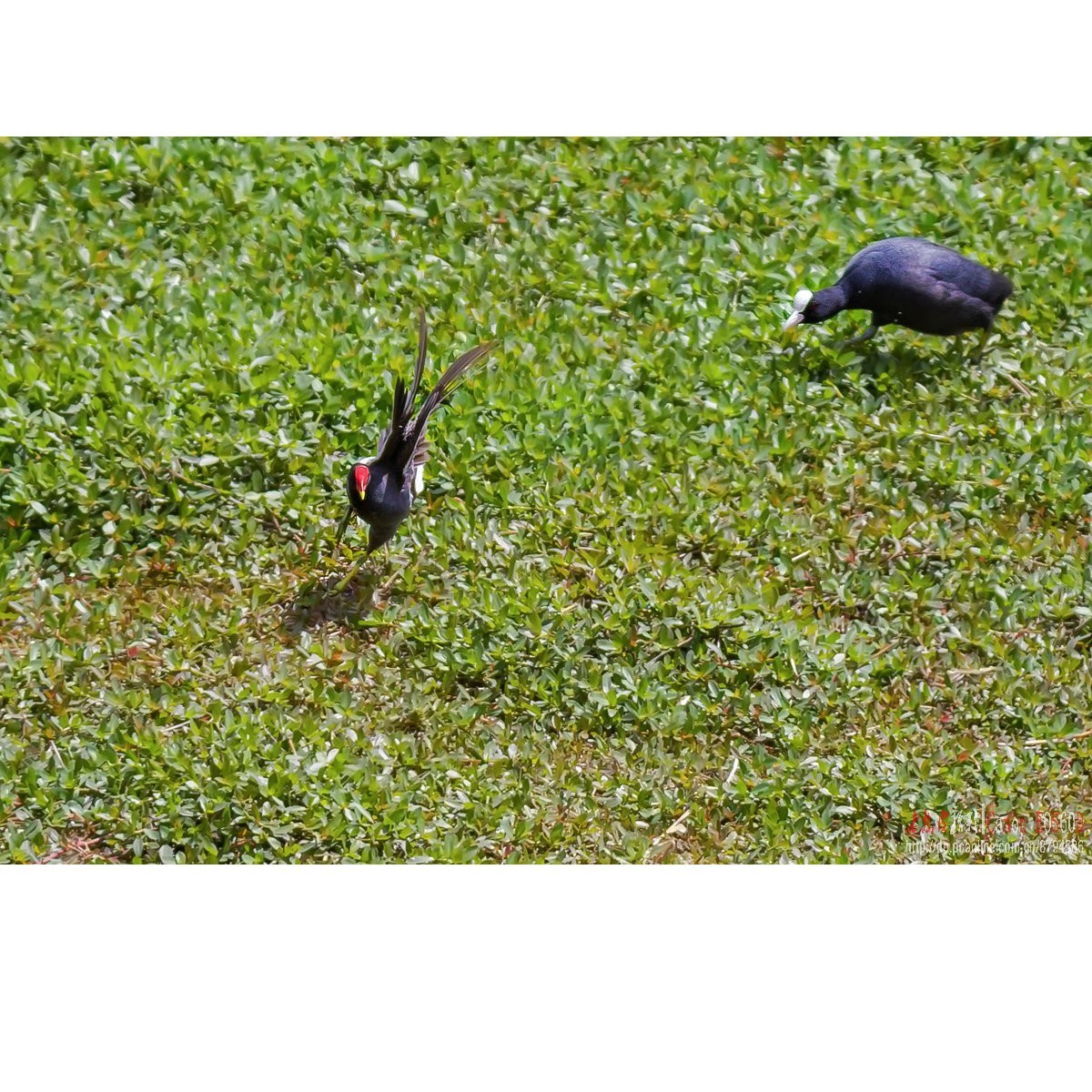 逮啥咬啥的白骨顶