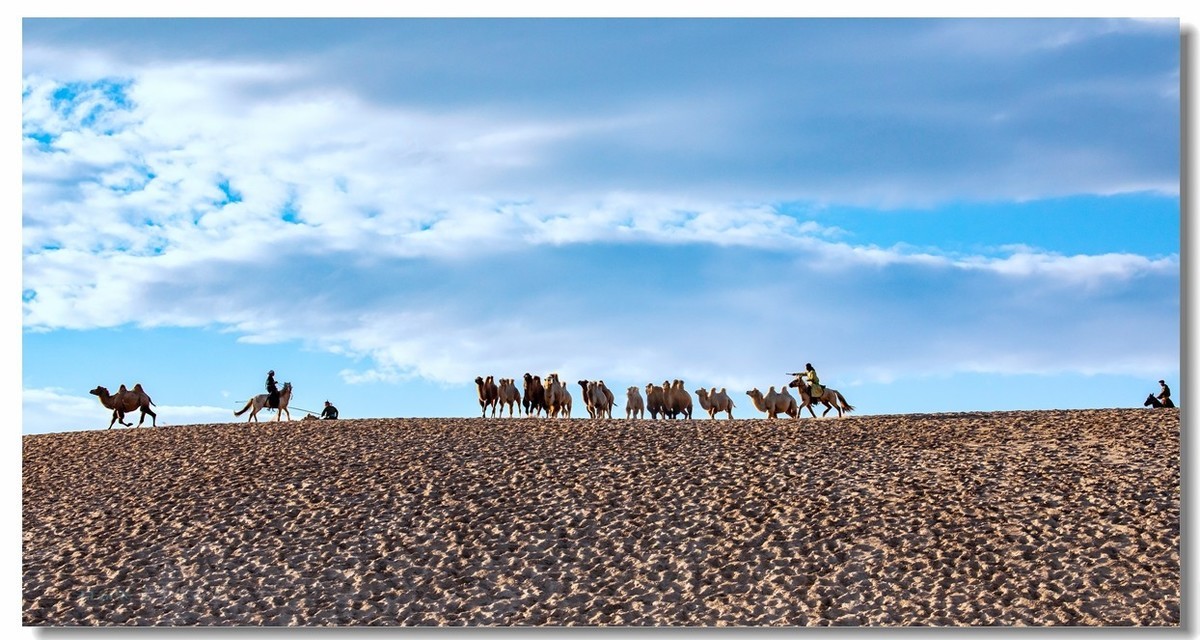 金秋坝上拍骆驼