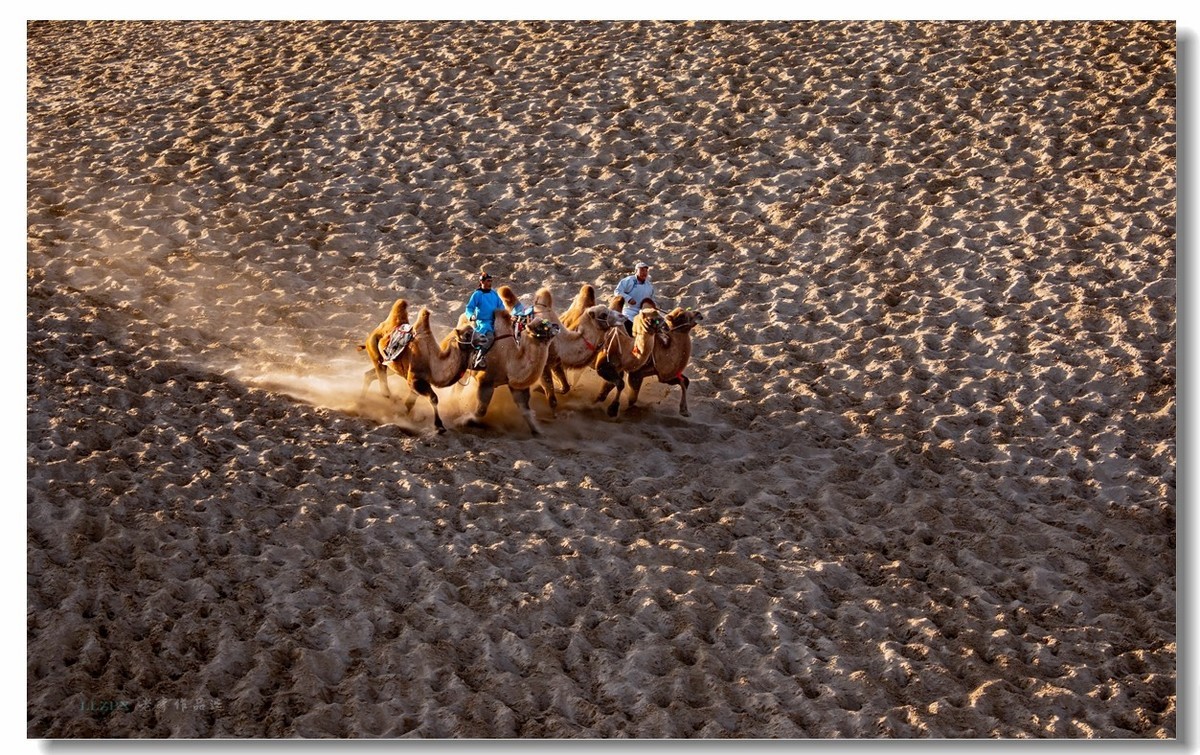 金秋坝上拍骆驼