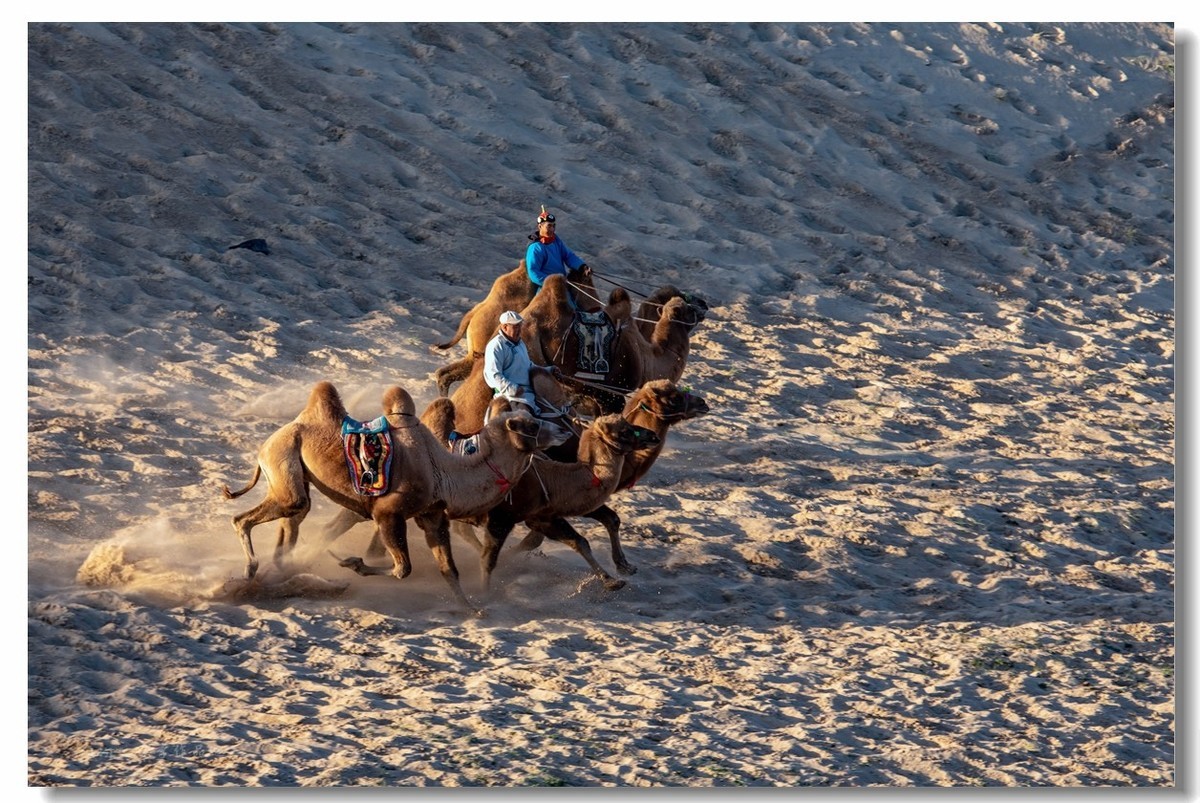 金秋坝上拍骆驼