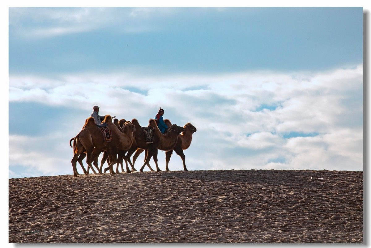 金秋坝上拍骆驼