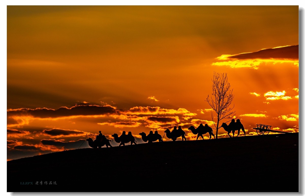 金秋坝上拍骆驼