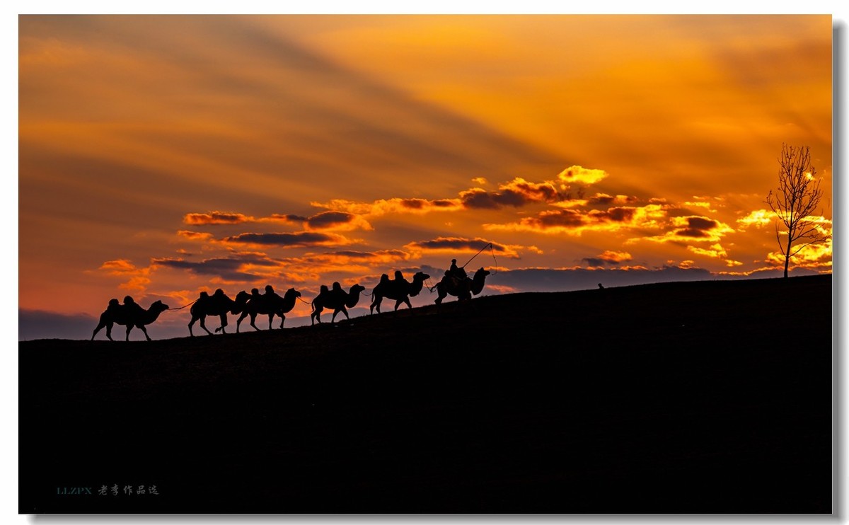 金秋坝上拍骆驼