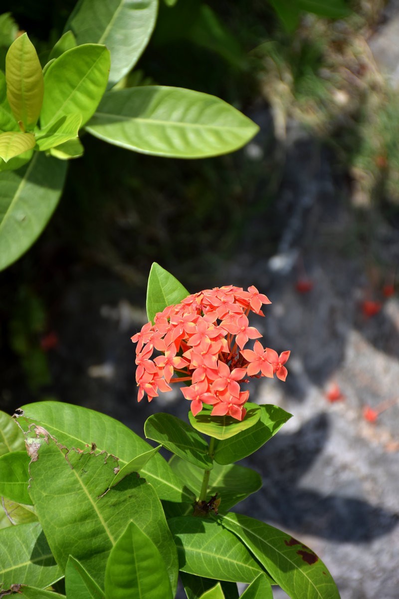 2023秋 广东行（15）岭南水乡韵味