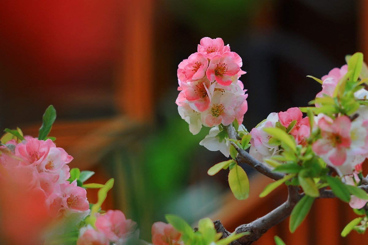 盆栽的海棠