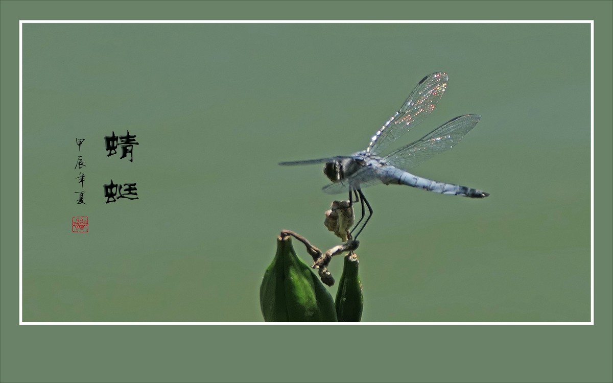 细腰纤纤昂巨眼，透翅翩翩传荷香