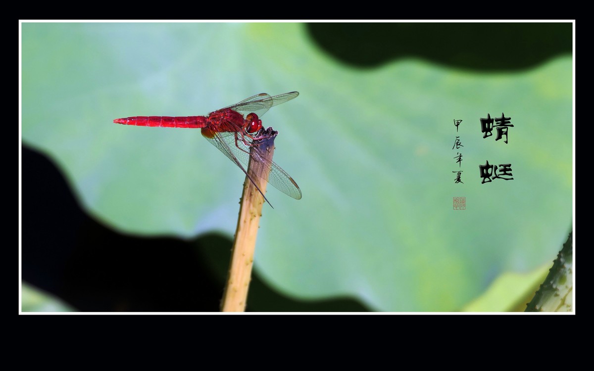 细腰纤纤昂巨眼，透翅翩翩传荷香