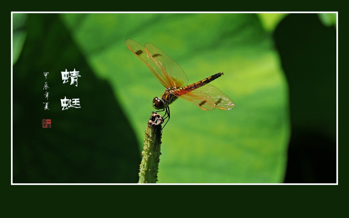 细腰纤纤昂巨眼，透翅翩翩传荷香