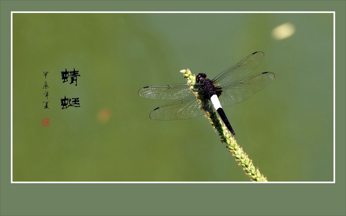 细腰纤纤昂巨眼，透翅翩翩传荷香