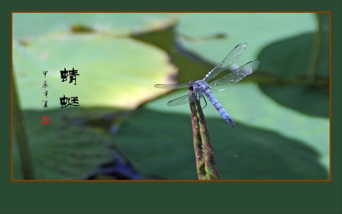 细腰纤纤昂巨眼，透翅翩翩传荷香