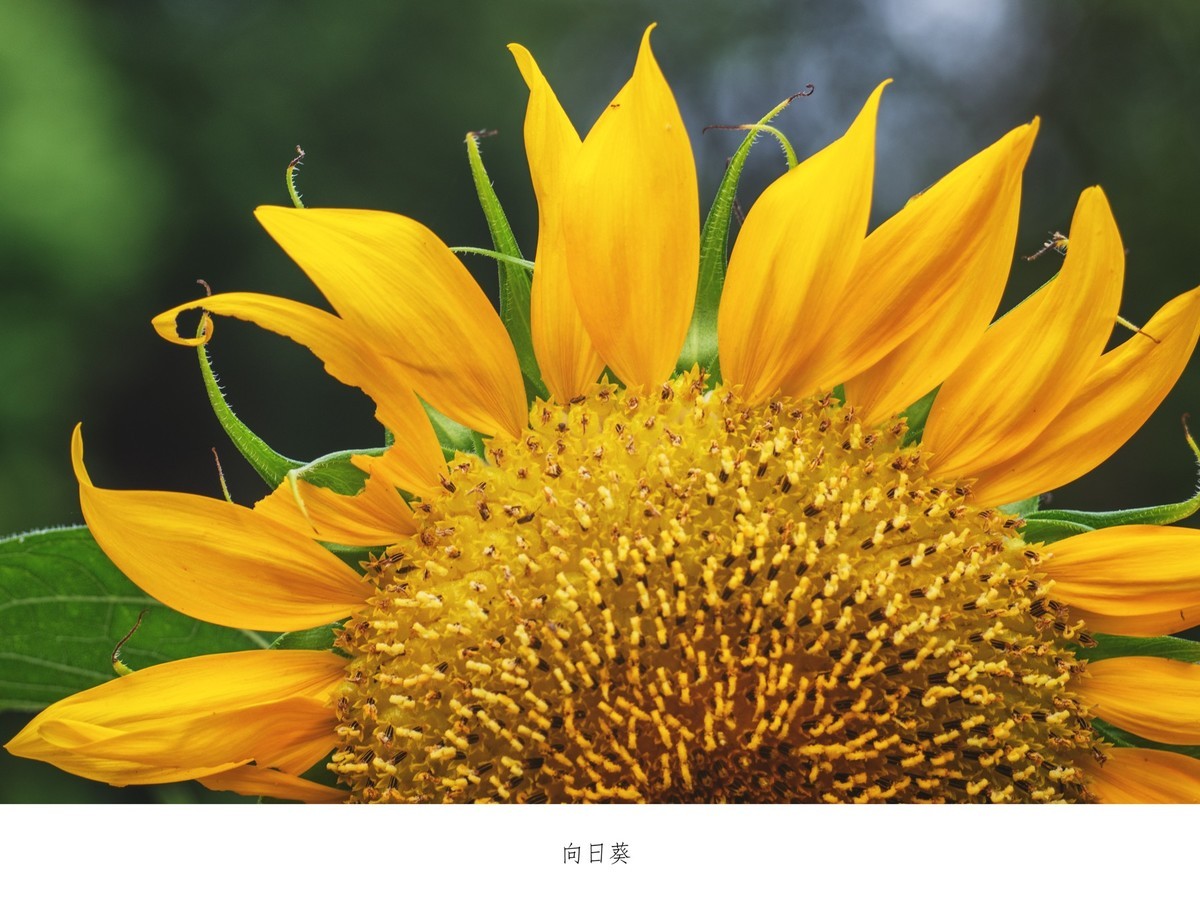 向日葵