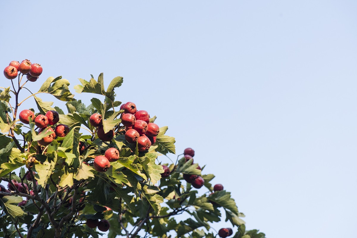 红山楂