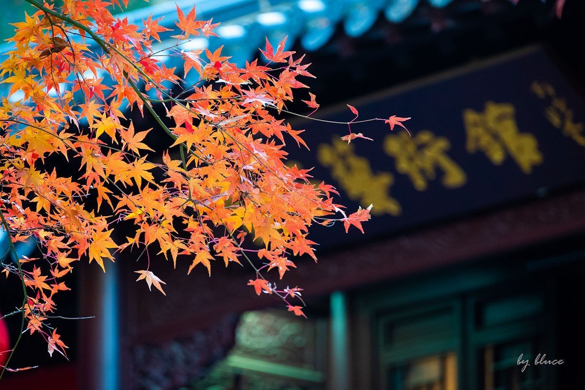栖霞红枫盛（四）