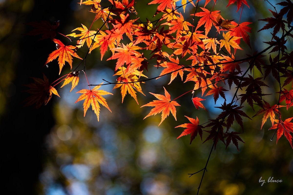 栖霞红枫盛（四）