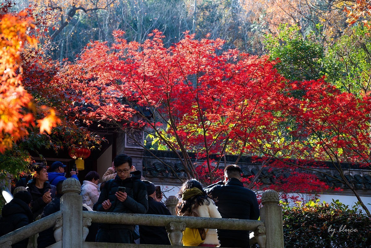 栖霞红枫盛（四）