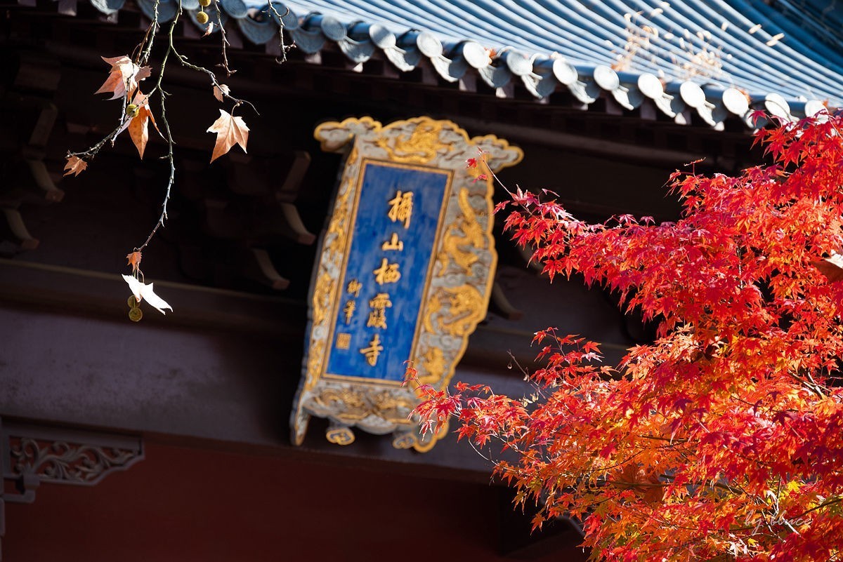 栖霞红枫盛（四）