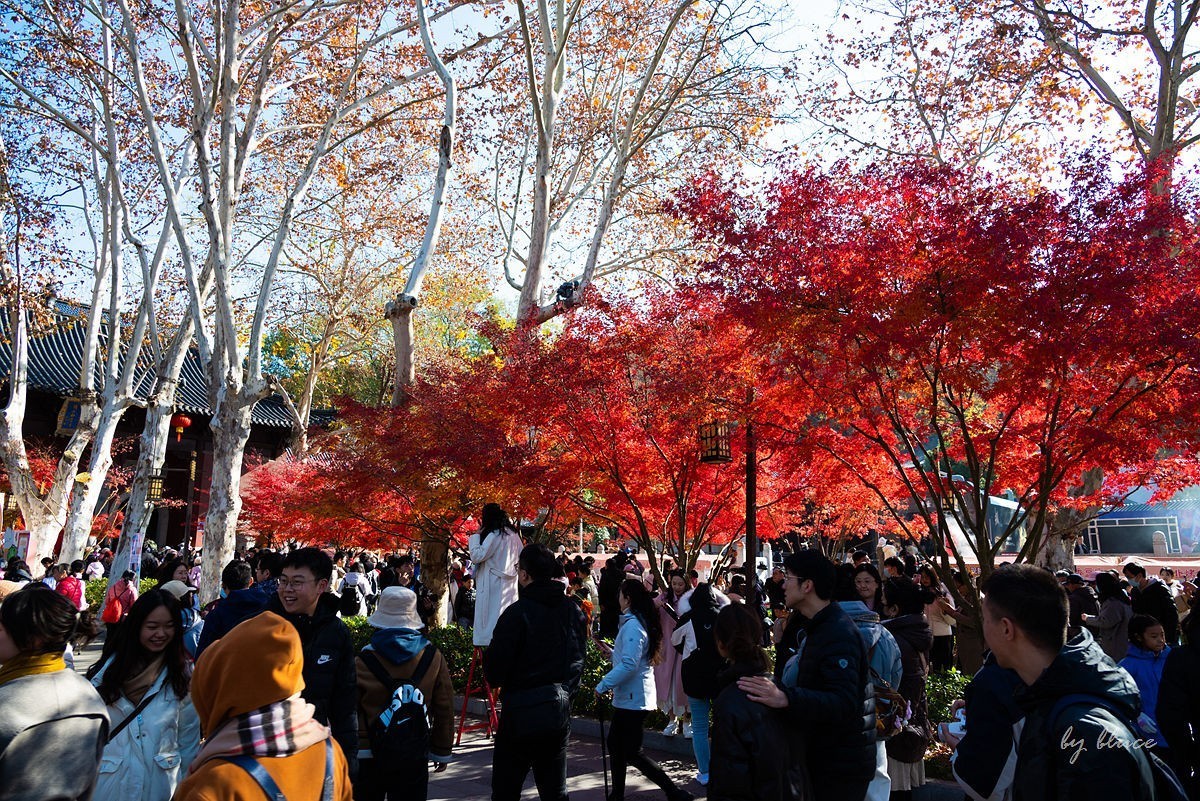 栖霞红枫盛（四）