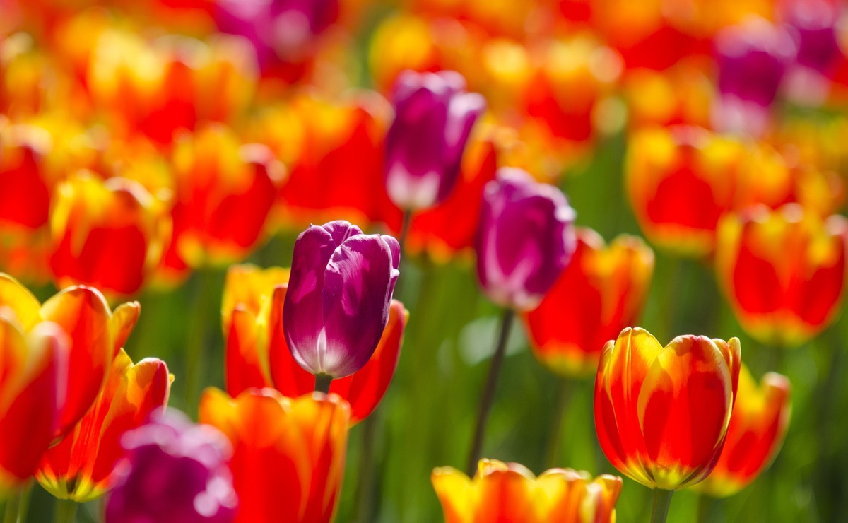 2022春花追拍记录-4