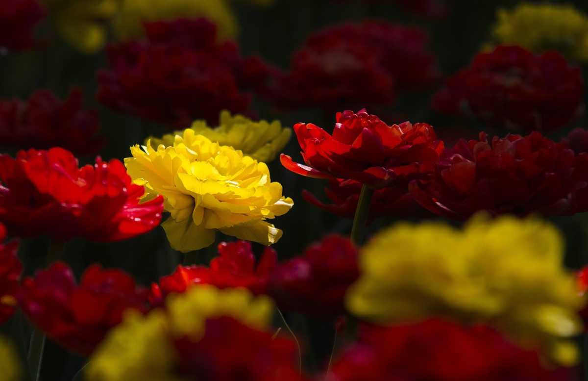 2022春花追拍记录-4