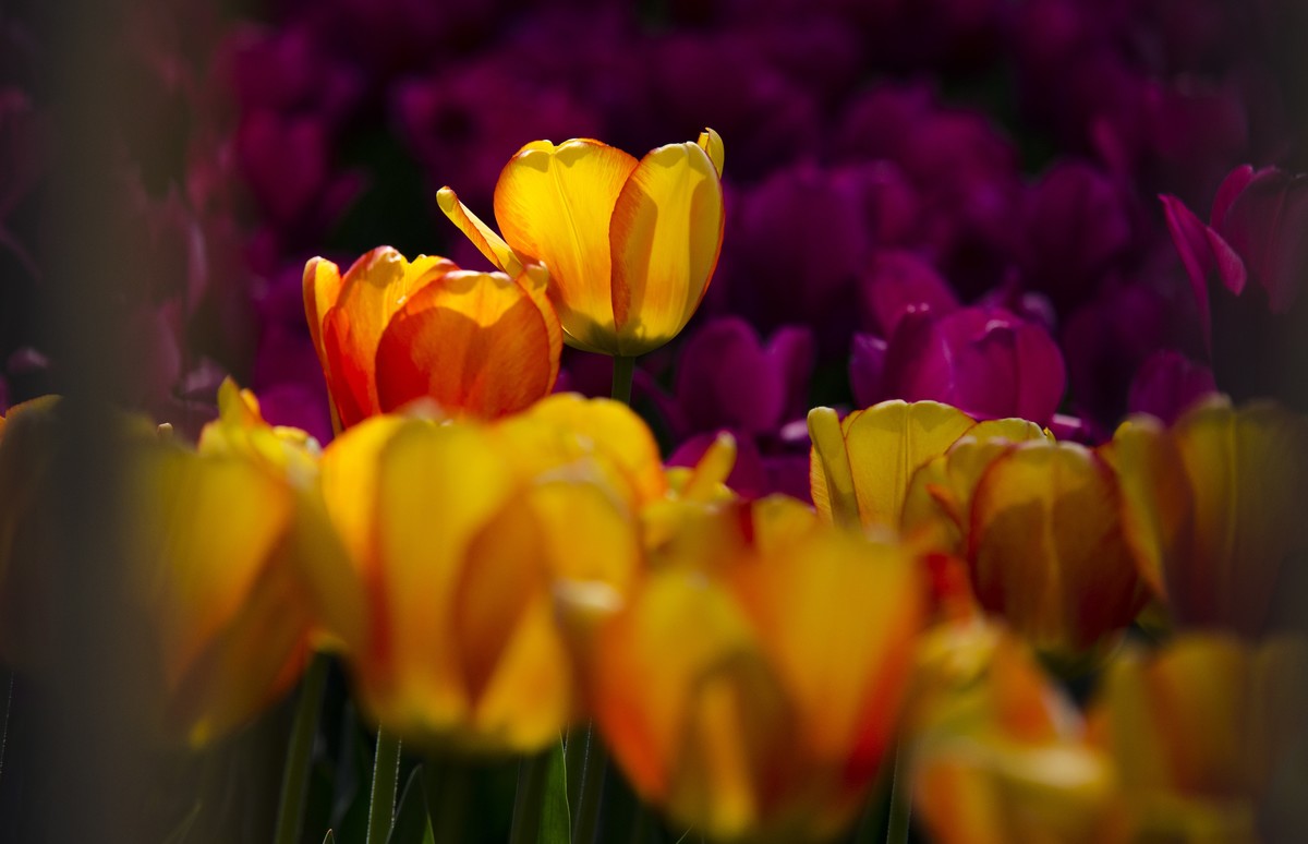 2022春花追拍记录-4